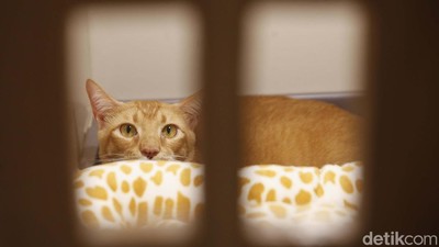 Jelang Libur Lebaran, Pet Hotel di Jaksel Ini Penuh