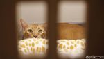 Jelang Libur Lebaran, Pet Hotel di Jaksel Ini Penuh Jelang Libur Lebaran, Pet Hotel di Jaksel Ini Penuh