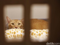 Jelang Libur Lebaran, Pet Hotel di Jaksel Ini Penuh