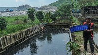 Maggot menjadi andalan Eko untuk mengurai sampah dan menjadi pakan lele.  