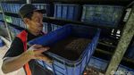 Maggot Jadi Andalan Pengurai Sampah untuk Pakan Lele di Bantar Bebang