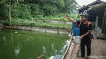 Maggot Jadi Andalan Pengurai Sampah untuk Pakan Lele di Bantar Bebang
