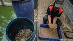 Maggot Jadi Andalan Pengurai Sampah untuk Pakan Lele di Bantar Bebang