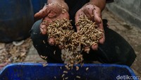 Eko (53) menunjukkan larva Black Soldier Fly (BSF) yang dibudidayakan di kawasan Bantar Gebang, Bekasi, Jawa Barat, Rabu (26/3/2025).  