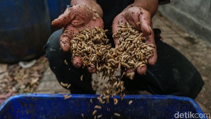 Maggot Jadi Andalan Pengurai Sampah untuk Pakan Lele di Bantar Bebang Eko (53) menunjukkan larva Black Soldier Fly (BSF) yang dibudidayakan di kawasan Bantar Gebang, Bekasi, Jawa Barat, Rabu (26/3/2025).