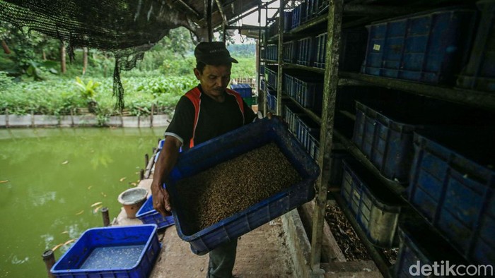 Maggot Jadi Andalan Pengurai Sampah untuk Pakan Lele di Bantar Bebang Eko (53) menunjukkan larva Black Soldier Fly (BSF) yang dibudidayakan di kawasan Bantar Gebang, Bekasi, Jawa Barat, Rabu (26/3/2025).