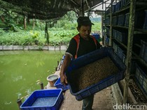 Maggot Jadi Andalan Pengurai Sampah untuk Pakan Lele di Bantar Bebang