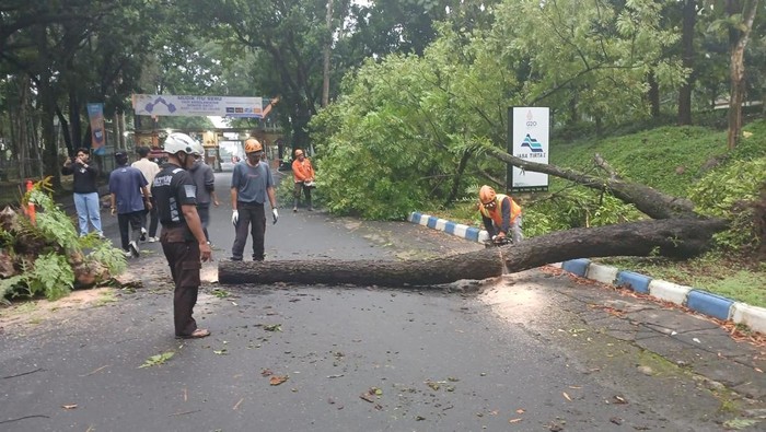 Pohon tumbang sempat tutup akses Malang-Blitar