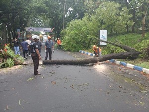 Pohon Tumbang Tutup Akses Jalan Malang-Blitar