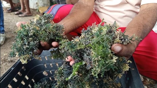 Hasil panen rumput laut nelayan di Teluk Kupang berkurang signifikan.