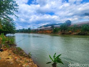 Kisah Risman Nyaris Dikejar Buaya di Sungai Cimandiri Sukabumi