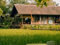 Video: Ngopi Syahdu Dekat Sawah Sambil Kasih Makan Ayam