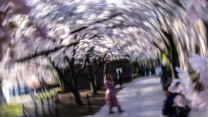 A violinist plays amid the cherry blossoms for visitors along the Tidal Basin in Washington, D.C., U.S., March 25, 2025. REUTERS/Kevin Lamarque
