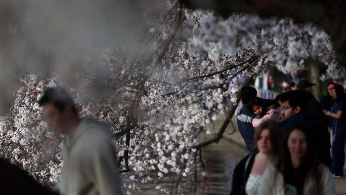 A violinist plays amid the cherry blossoms for visitors along the Tidal Basin in Washington, D.C., U.S., March 25, 2025. REUTERS/Kevin Lamarque