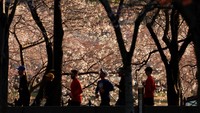 Ada juga yang berolahraga lari di bawah pohon sakura yang penuh bunga.