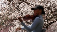 Seorang warga bermain biola dengan latar belakang bunga sakura.