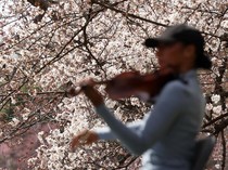 Bunga Sakura Bermekaran, Warga Washington Bergembira