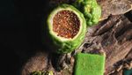 Dej Kewkacha, Pastry Chef Terbaik Asias 50 Best Restaurants 2025