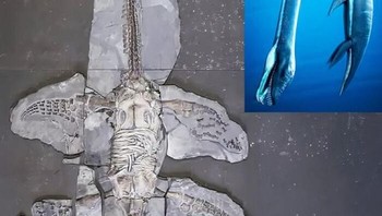 Fosil Plesiosaurus Berusia 183 Juta Tahun Telah Mengungkap Rahasia yang Mengejutkan—Jaringan Lunak yang Terawetkan, Termasuk Kulit dan Sisik Foto: Boredpanda