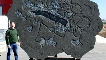 Koloni Krinoid yang Menakjubkan Ini, Spesimen Berukuran 4x5 Meter yang Berasal dari Sekitar 195 Juta Tahun yang Lalu pada Periode Jurassic Bawah (Toarcian), Ditemukan di Baden-Württemberg, Jerman Foto: Boredpanda