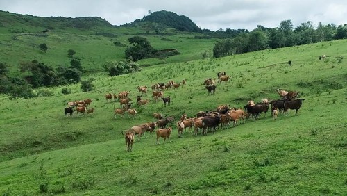 Fulan Fehan adalah salah satu destinasi wisata unggulan di Kabupaten Belu, NTT. (Instagram @fulanfehan_official)