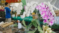 Sejumlah pembeli tengah memilih bunga anggrek di Toko Antika Anggrak,  Taman Anggrek Ragunan, Jakarta, Jumat (28/3/2024).