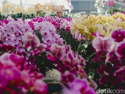 Jelang Hari Raya, Penjual Hampers Anggrek Panen Cuan
