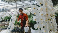 Biasanya para pelanggan membeli Anggrek ini untuk dijadikan kiriman atau hampers Hari Raya bagi kerabat maupun keluarga. Grandyos Zafna/detikcom