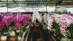 Jelang Hari Raya, Penjual Hampers Anggrek Panen Cuan