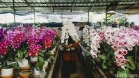 Kenaikan pembeli mulai terasa sepekan terakhir ini, dan akan terus naik hingga hari H Idul Fitri. Para pemesan berasal dari wilayah Jabodetabek.