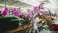 Selain menjual Offline, mereka juga menjual via online melalui marketplace maupun sosial media mereka di @antika.anggrek. Harga anggrek disini sangat bervariasi, mulai dari 250 ribu rupiah hingga jutaan rupiah.