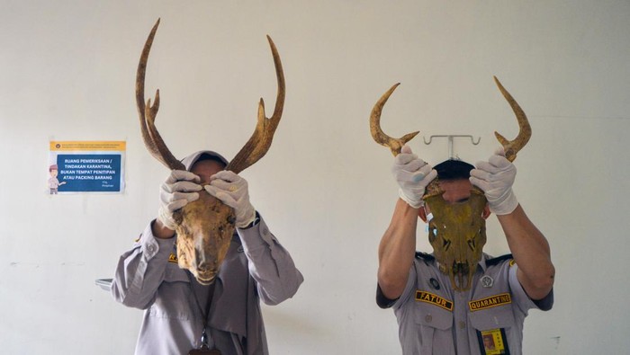 Penyitaan tengkorak dan tanduk rusa ilegal di Bandara Minangkabau Petugas memperlihatkan tengkorak beserta tanduk rusa ilegal yang disita di Bandara Internasional Minangkabau di Padang Pariaman, Sumatera Barat, Jumat (28/3/2025). Balai Karantina Hewan, Ikan, dan Tumbuhan Sumbar mengamankan dua tengkorak rusa jenis rusa timor (Rusa timorensis) yang masih lengkap dengan tanduknya karena tidak memiliki Surat Angkut Tumbuhan dan Satwa Liar Dalam Negeri (SATS-DN) dari Balai Konservasi Sumber Daya Alam (BKSDA) setempat. ANTARA FOTO/Iggoy el Fitra/wpa.