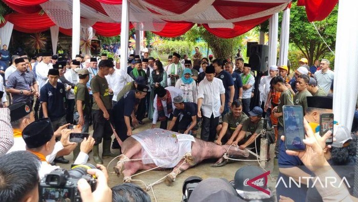 Andilan Potong Kebo atau tradisi patungan membeli kerbau kemudian memotongnya di Agro Edukasi Wisata Ragunan, Jakarta Selatan pada Sabtu (29/3/2025) pagi.