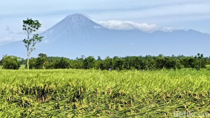 Gunung Semeru Lumajang.