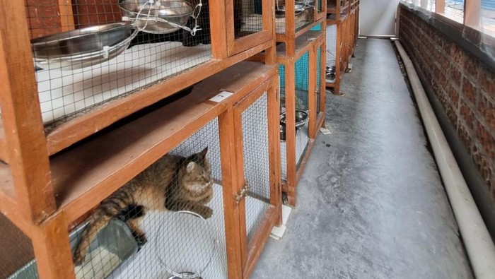 Hotel Kucing di Bandung
