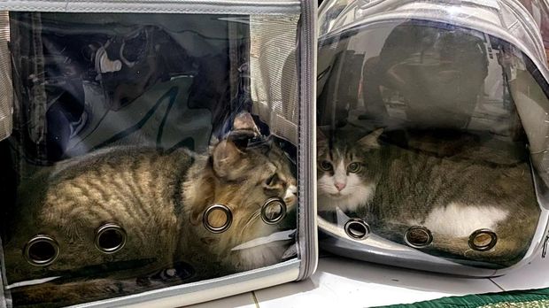 Hotel Kucing di Bandung