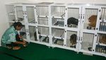 Jasa Hotel Kucing Laris Manis Jelang Lebaran
