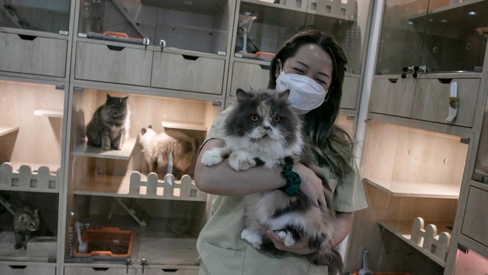 Karyawan menggendong kucing di jasa penitipan hotel kucing Fur Seasons, Serengan, Solo, Jawa Tengah, Sabtu (29/3/2025). Hotel kucing tersebut sejak H-2 Lebaran sudah penuh di pesan warga yang akan menitipkan kucing peliharaanya sebelum mudik ke kampung halaman dengan biaya penitipan Rp60 ribu hingga Rp85 ribu per harinya. ANTARA FOTO/Mohammad Ayudha/wpa.