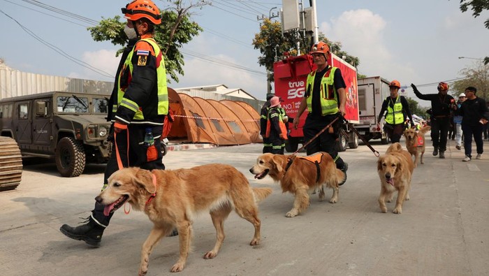 Anjing Pelacak Dikerahkan Cari Korban Gedung Runtuh Imbas Gempa di Thailand K-9 dogs walk at the site of a building that collapsed, following a strong earthquake, in Bangkok, Thailand, March 29, 2025. REUTERS/Chalinee Thirasupa