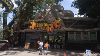 Polemik Pengelolaan Bandung Zoo, YMT Klaim Dana Masih Cukup