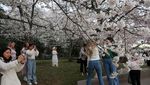Indahnya Bunga Sakura Bermekaran di Washington