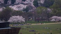Layanan Taman Nasional mengatakan bahwa mereka mengantisipasi ribuan pengunjung ke pohon-pohon bunga sakura akhir pekan ini dengan cuaca hangat yang tidak sesuai musim. REUTERS/Tom Brenner  