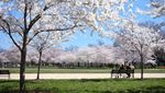 Indahnya Bunga Sakura Bermekaran di Washington