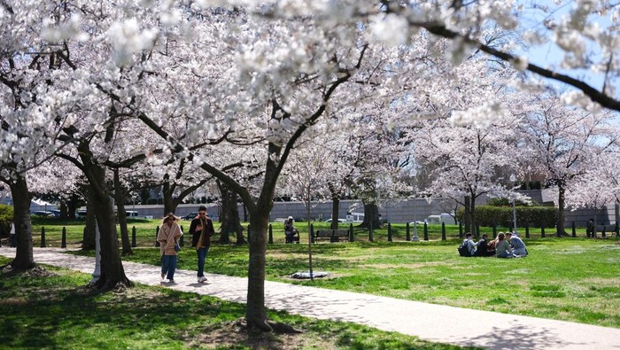 Indahnya Bunga Sakura Bermekaran di Washington People enjoy the spring weather amid blooming cherry blossomsin the Lower Senate Park on Capitol Hill in Washington, D.C., U.S., March 27, 2025. REUTERS/Kent Nishimura