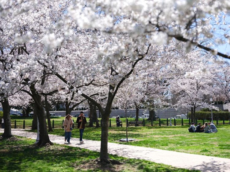 Indahnya Bunga Sakura Bermekaran di Washington