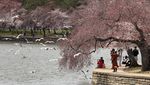 Indahnya Bunga Sakura Bermekaran di Washington