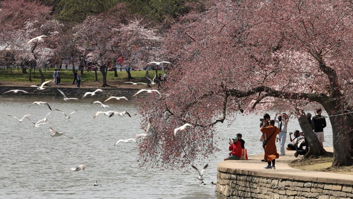 Indahnya Bunga Sakura Bermekaran di Washington As seagulls hover nearby, visitors beneath the cherry blossoms take photos along the Tidal Basin in Washington, D.C., U.S., March 25, 2025. REUTERS/Kevin Lamarque