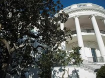 Pohon Bersejarah Ratusan Tahun di Gedung Putih Ditebang, Trump Ungkap Alasannya