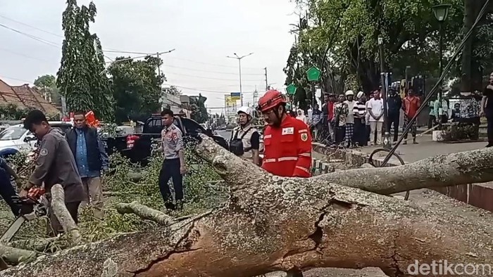 Pohon beringin tumbang menimpa jemaah salat Id di Pemalang, Senin (31/3/2025).