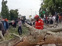Belasan Jemaah Tertimpa Pohon Beringin Saat Salat Id, 2 Meninggal